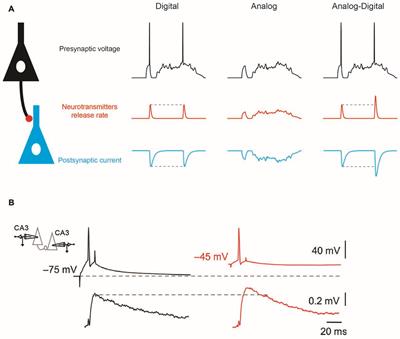 Dynamic Control of Neurotransmitter Release by Presynaptic Potential